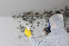 Mold Remediation for Rental Properties in Belle, WV